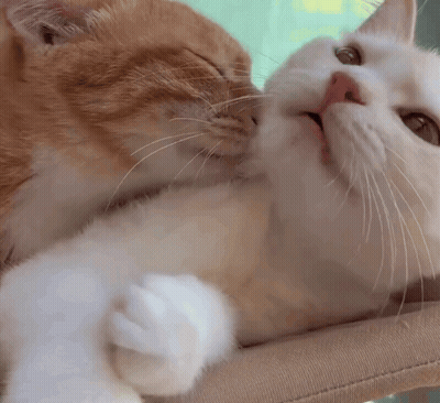Two Cats Kissing On A Chair GIF