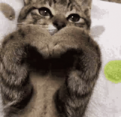 Two Cats Kissing On Couch GIF