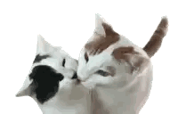 Two Cats Kissing On Nose Sticker
