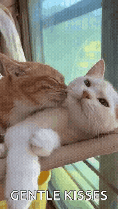 Two Cats Kissing On Window Sill GIF