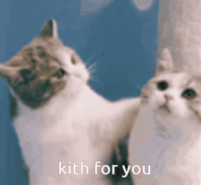 Two Cats Kith For You GIF