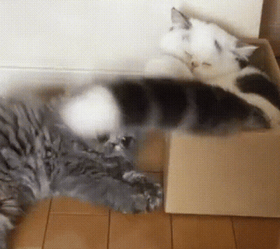 Two Cats Laying In Cardboard Box GIF