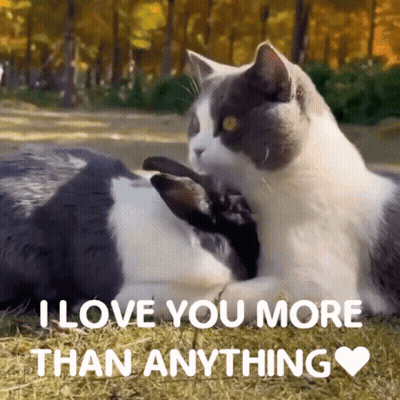 Two Cats Laying In Grass Saying I Love You More Than Anything GIF