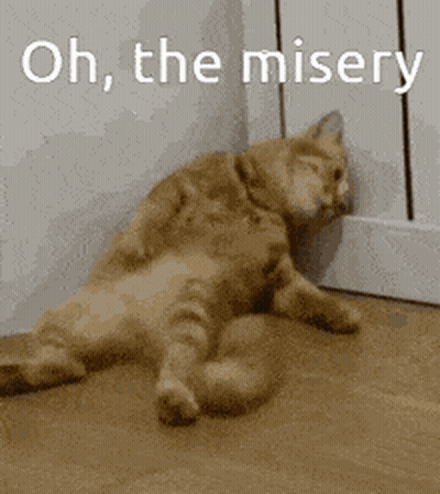 Two Cats Laying Next To Each Other GIF