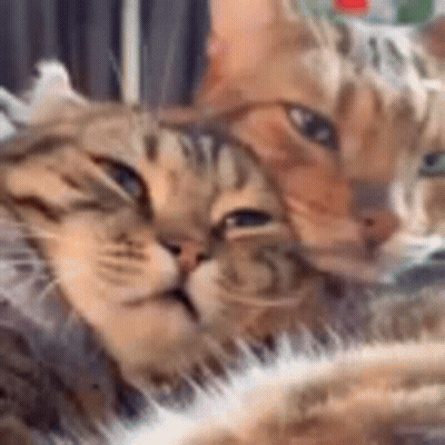Two Cats Laying Next To Each Other GIF