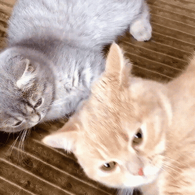 Two Cats Laying Next To Each Other On A Brown Blanket GIF