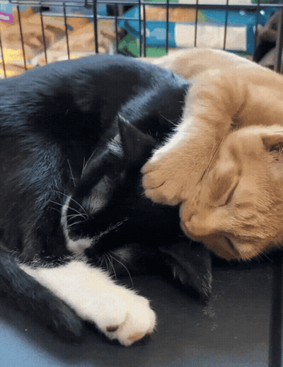 Two Cats Laying Next To Each Other One Black And White And One Orange GIF