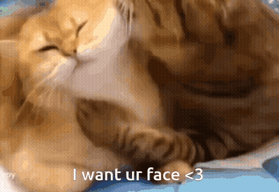 Two Cats Laying Next To Each Other Saying I Want Ur Face < 3 GIF