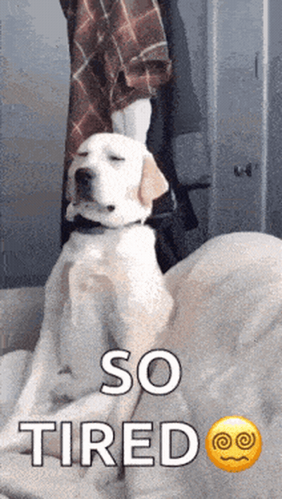 Two Cats Laying Next To Each Other Saying Sup Shawty GIF