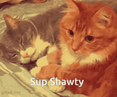Two Cats Laying Next To Each Other Sup Shawty GIF