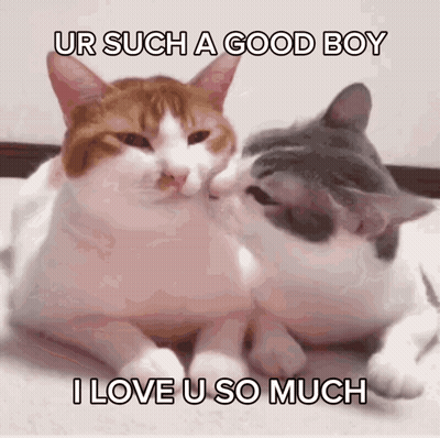 Two Cats Laying Next To Each Other Ur Such A Good Boy I Love U So Much GIF