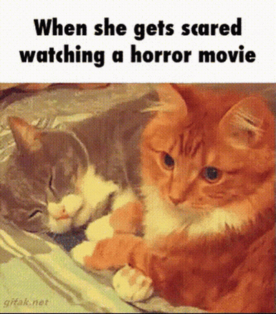 Two Cats Laying Next To Each Other When She Gets Scared Watching Horror Movie GIF
