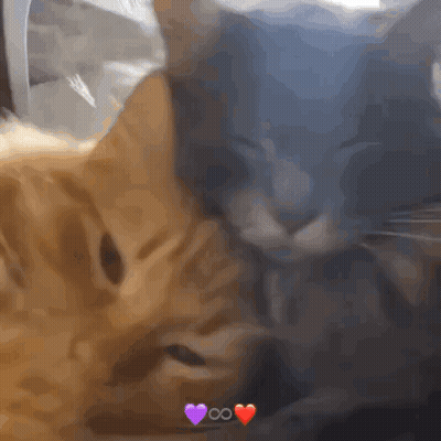 Two Cats Laying Next To Each Other With Hearts Above Them GIF