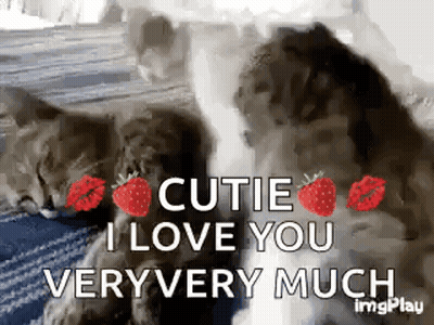 Two Cats Laying On A Blanket With Strawberry Kisses And The Words Cutie I Love You Veryvery Much GIF