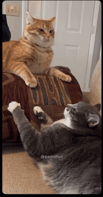 Two Cats Laying On A Couch With Paw4fun Written In The Corner GIF