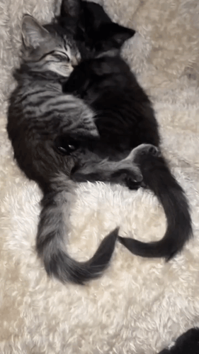 Two Cats Laying On A White Blanket With Their Tails In The Shape Of The Letter S GIF