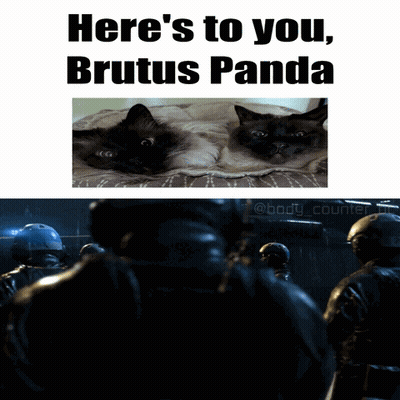 Two Cats Laying On Bed Here's To You Brutus Panda GIF