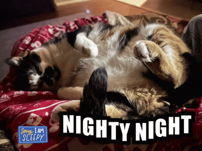 Two Cats Laying on Bed Nighty Night Sign