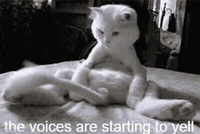 Two Cats Laying On Bed The Voices Are Starting To Yell GIF