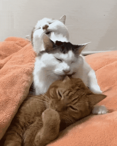 Two Cats Laying On Blanket GIF