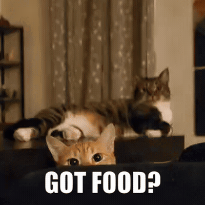 Two Cats Laying On Couch Saying Got Food GIF
