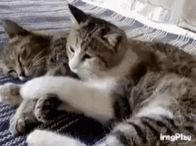 Two Cats Laying On Each Other On Blanket GIF