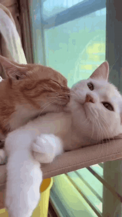 Two Cats Laying On Hammock One Licking Other's Face GIF