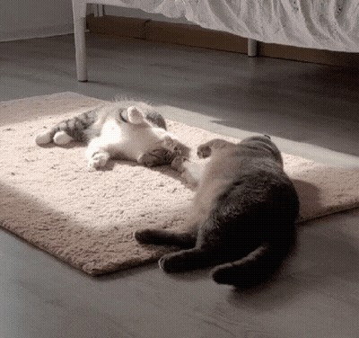Two Cats Laying On Rug, One On Its Back GIF