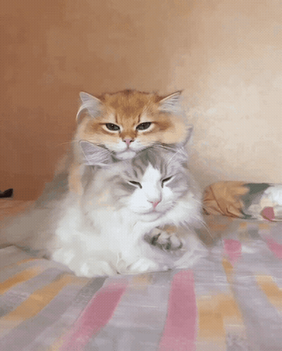 Two Cats Laying On Striped Blanket GIF