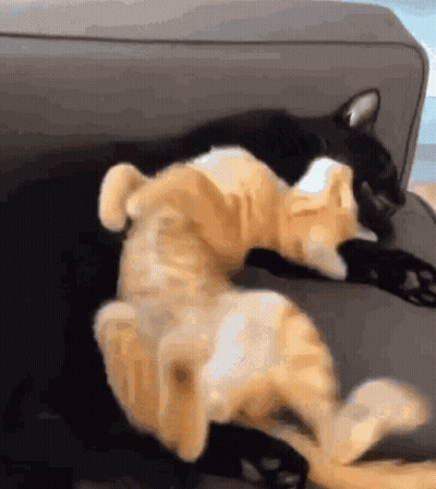 Two Cats Laying On Top Of Each Other On A Grey Couch GIF