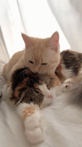 Two Cats Laying On Top Of Each Other On A White Blanket GIF