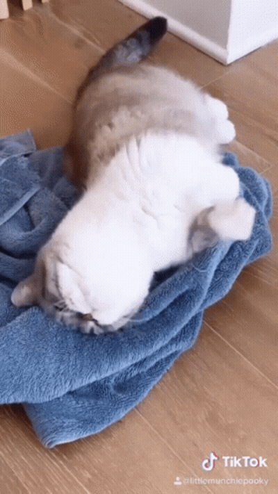 Two Cats Laying On Top Of Each Other On Blue Blanket GIF