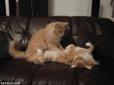 Two Cats Laying On Top Of Each Other On Couch GIF