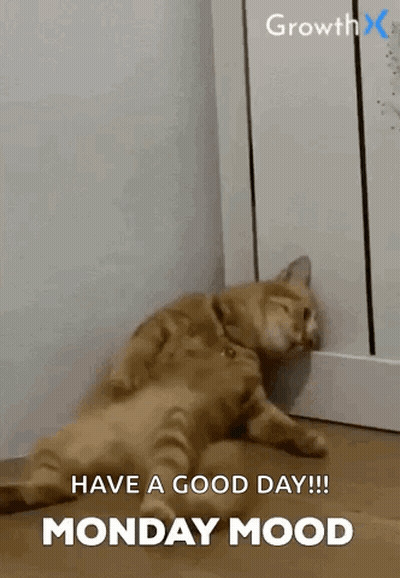 Two Cats Laying Together Monday Mood Have A Good Day GIF