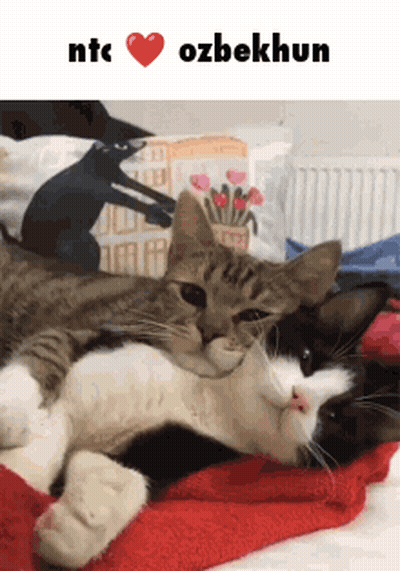 Two Cats Laying Together Ntc Ozbekhun GIF