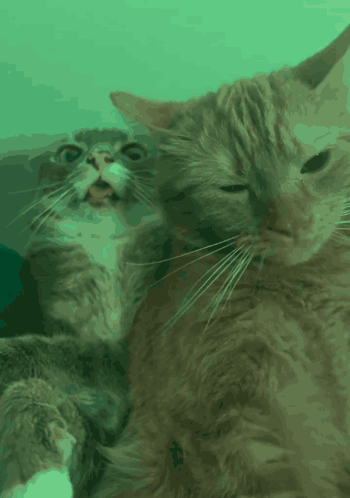 Two Cats Laying Together One Looking At Camera GIF