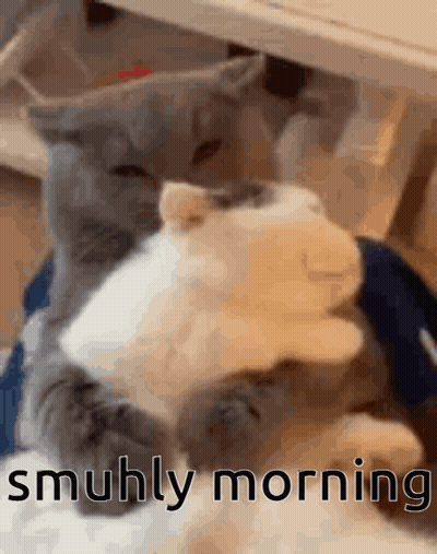 Two Cats Laying Under Table Saying Smuhly Morning GIF