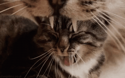 Two Cats Licking Each Other's Faces GIF