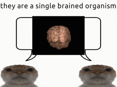 Two Cats Looking At Brain Picture Saying They Are A Single Brained Organism GIF