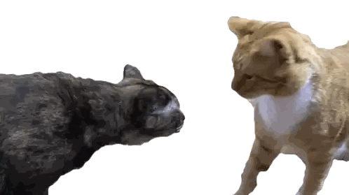 Two Cats Looking At Each Other Sticker