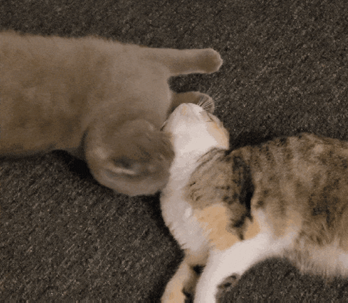 Two Cats Looking At Each Other GIF