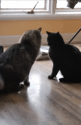 Two Cats Looking At Each Other On A Wood Floor GIF