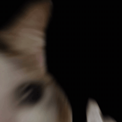 Two Cats Looking At Each Other, One Crying GIF