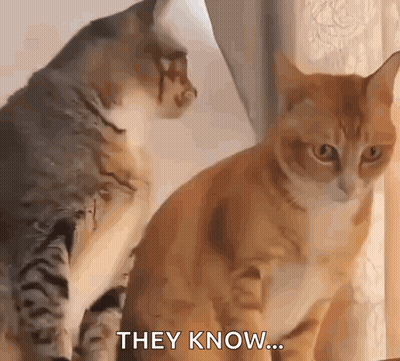 Two Cats Looking At Each Other One Says They Know GIF