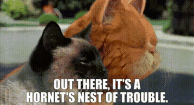 Two Cats Looking At Each Other Out There It's A Hornet's Nest Of Trouble GIF