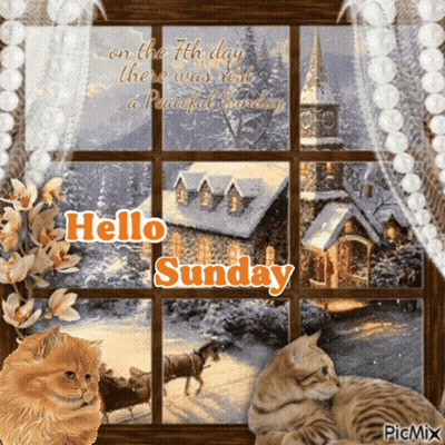 Two Cats Looking Out Window Hello Sunday GIF