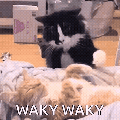 Two Cats Lying On Bed Waky Waky GIF