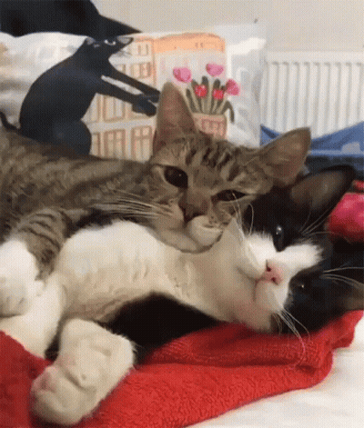Two Cats Lying On Bed With Flowers Pillow GIF