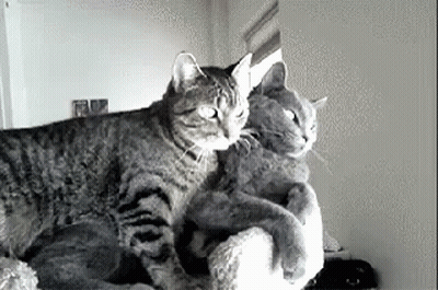 Two Cats Lying On Couch Looking At Each Other GIF
