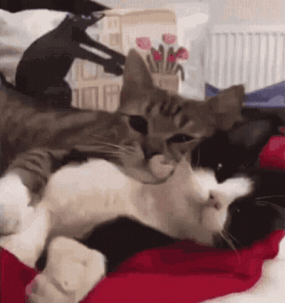 Two Cats Lying On Red Blanket GIF